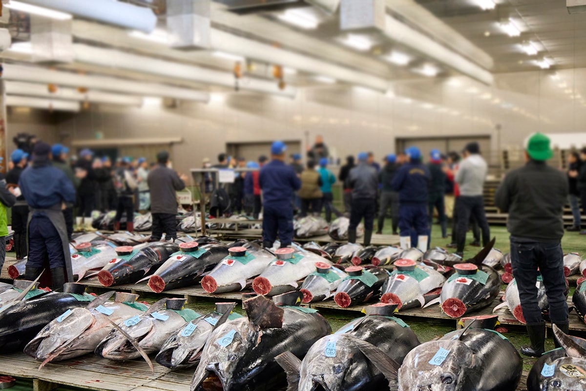 名古屋市中央卸売市場まぐろ初競りのようす