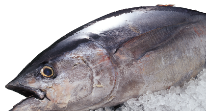 まぐろイメージ