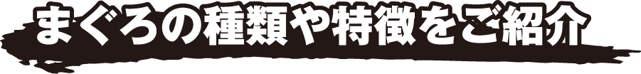 まぐろの種類や特徴をご紹介
