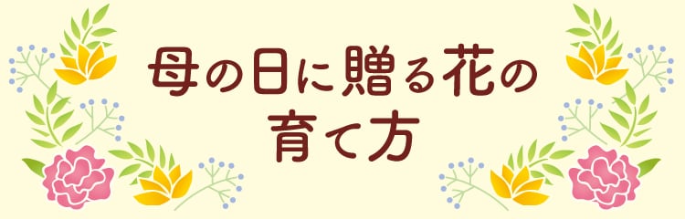 母の日に贈る花の育て方