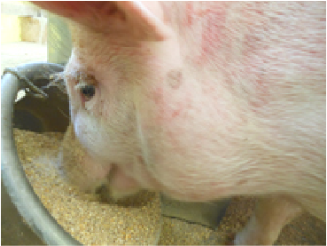 専用飼料を食べている悠健豚