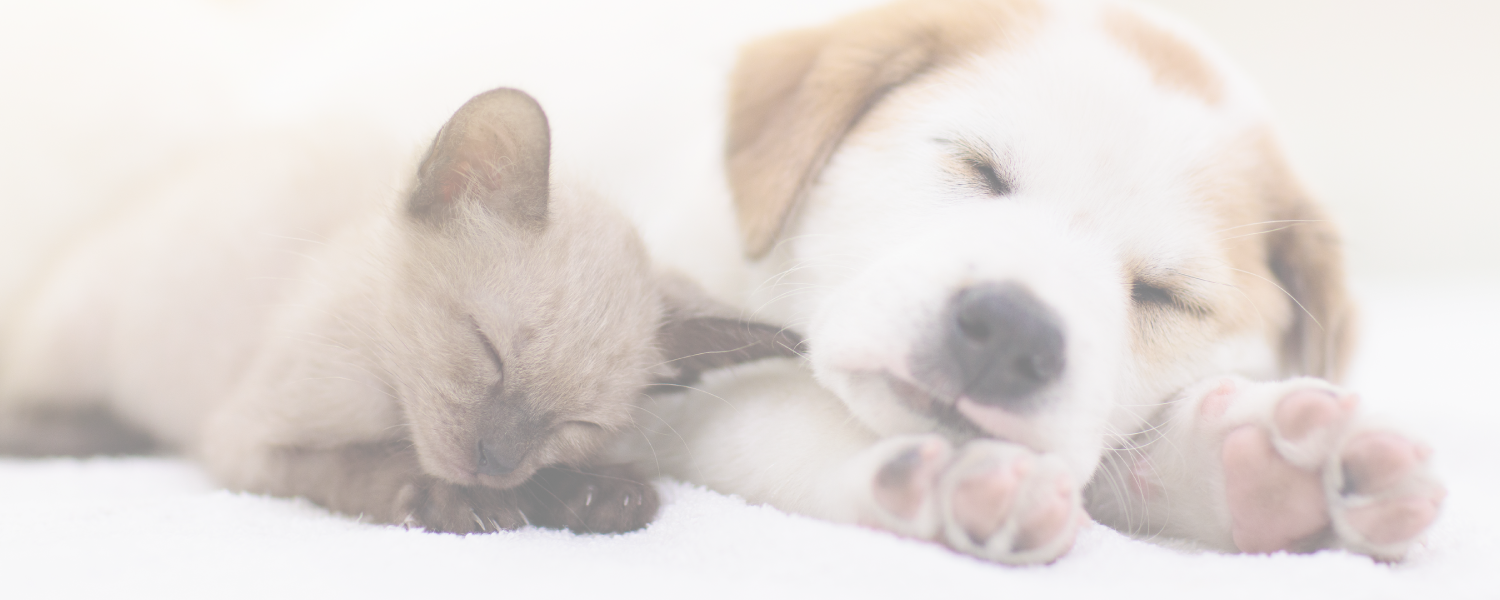犬と猫の寝顔写真