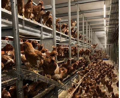 きらら平飼い6個入り