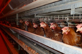 養鶏場のイメージ